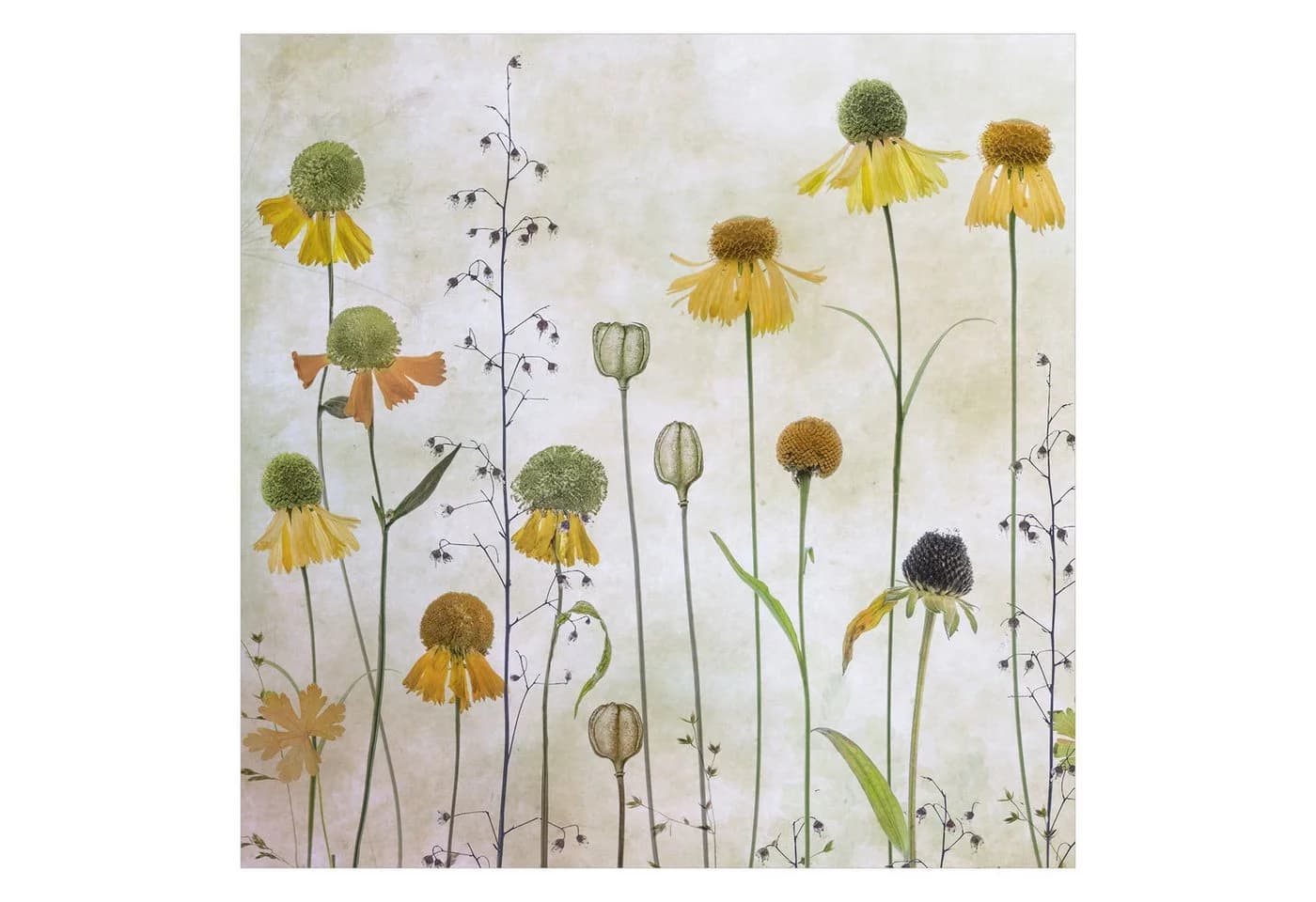 Bilderdepot24 Vliestapete Blumen Helenium Gelb Vintage