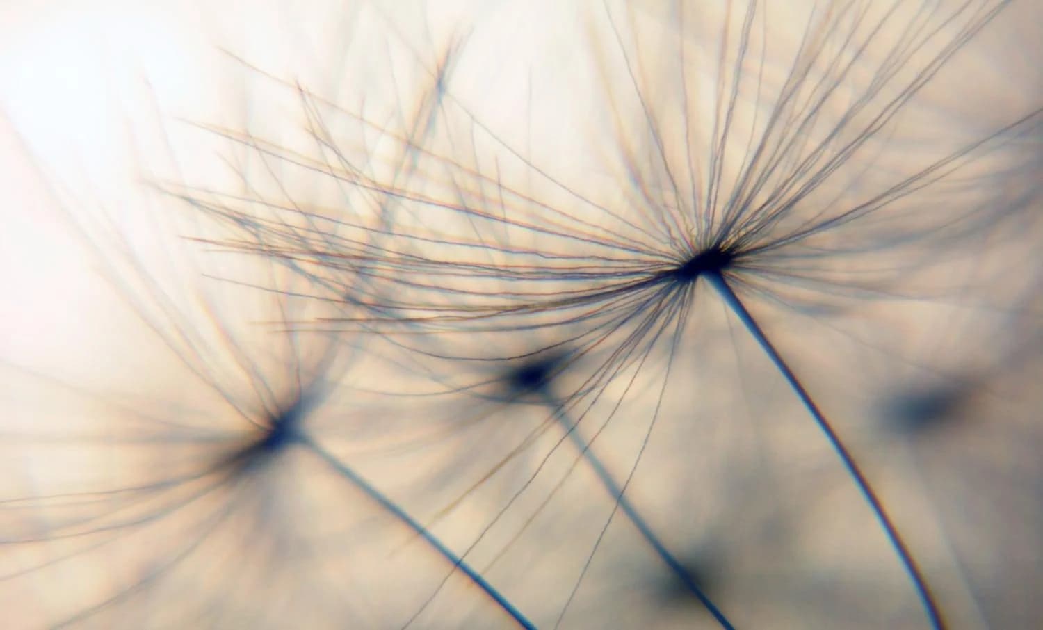 QUEENCE Wandsticker Dandelion Beige Pusteblume Selbstklebend