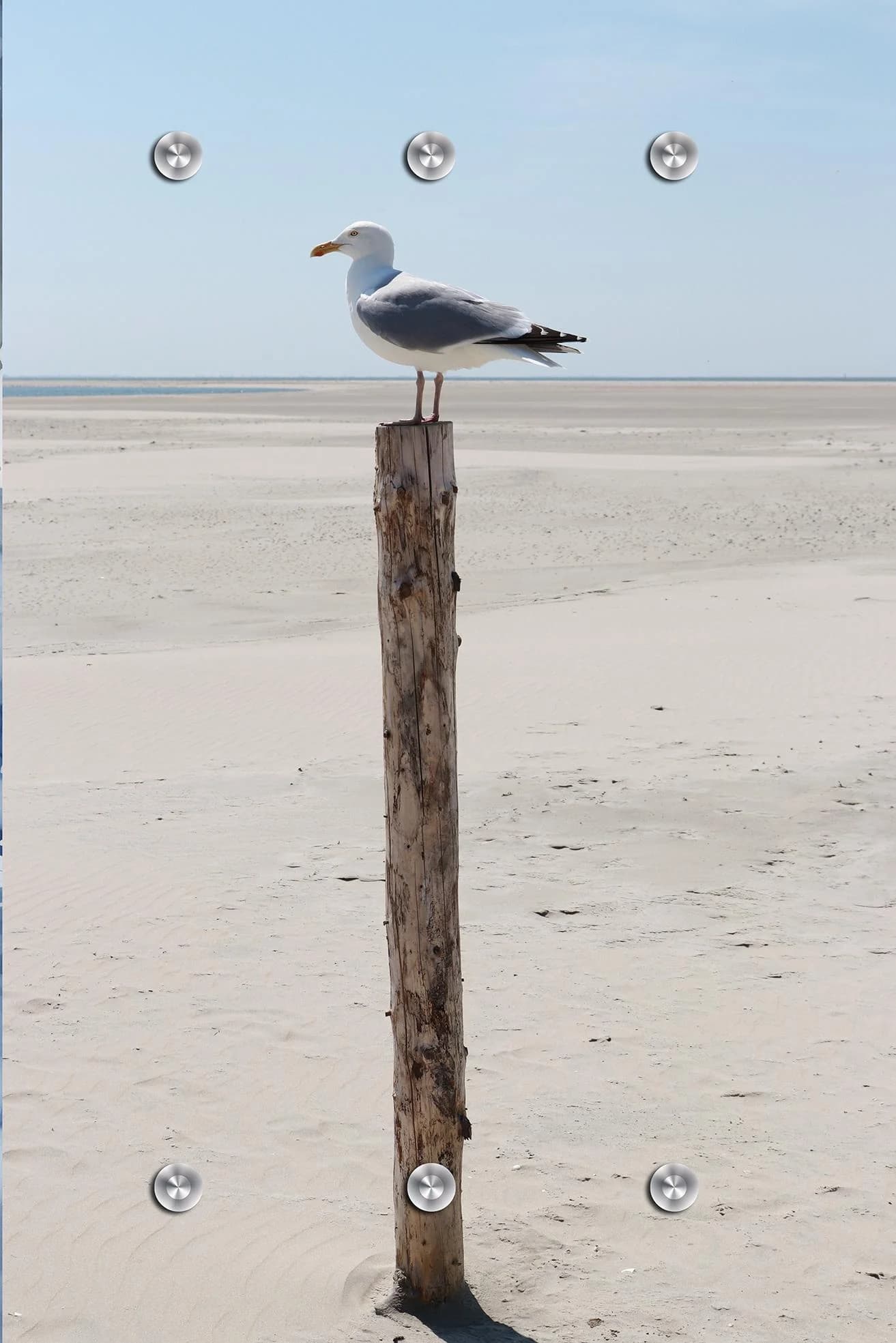 Garderobenpaneel QUEENCE Wandgarderobe mit Motiv Foto einer Möwe am Meer inkl. Edelstahlhaken