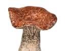 Florists Products Dekopilze 3er Set Braun Keramik Bild 3