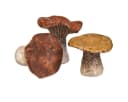 Florists Products Dekopilze 3er Set Braun Keramik Bild 5
