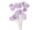 Florists Products Craspedia Trockenblumen Lila 55 cm Bild 2