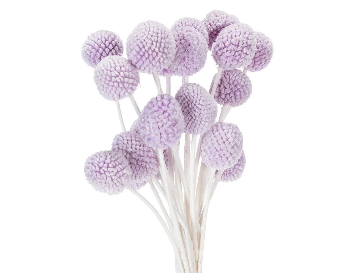 Florists Products Craspedia Trockenblumen Lila 55 cm - Bild 2