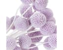 Florists Products Craspedia Trockenblumen Lila 55 cm Bild 5