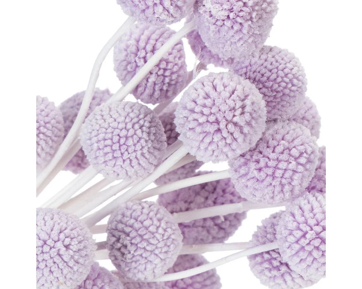 Florists Products Craspedia Trockenblumen Lila 55 cm - Bild 5
