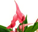 Dehner Zimmerpflanze Flamingoblume Lilli Rosa-Weiß Anthurium Bild 1