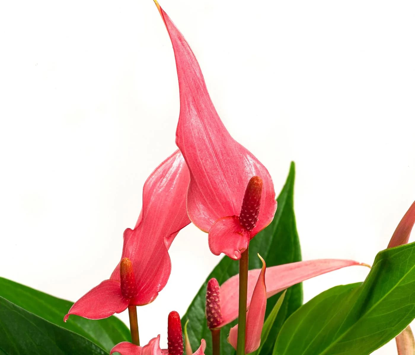Dehner Zimmerpflanze Flamingoblume Lilli Rosa-Weiß Anthurium