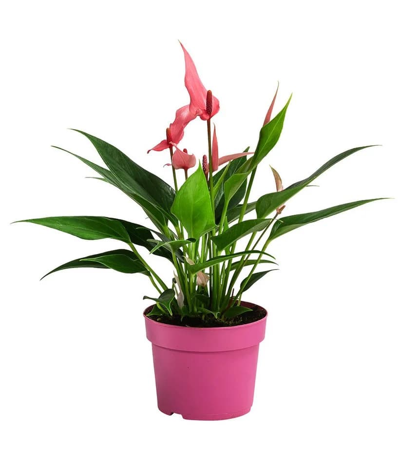 Dehner Zimmerpflanze Flamingoblume Lilli Rosa-Weiß Anthurium - Bild 2