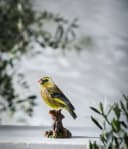 Dehner Gartenfigur Stieglitz auf Baumstumpf Polyresin Bild 1