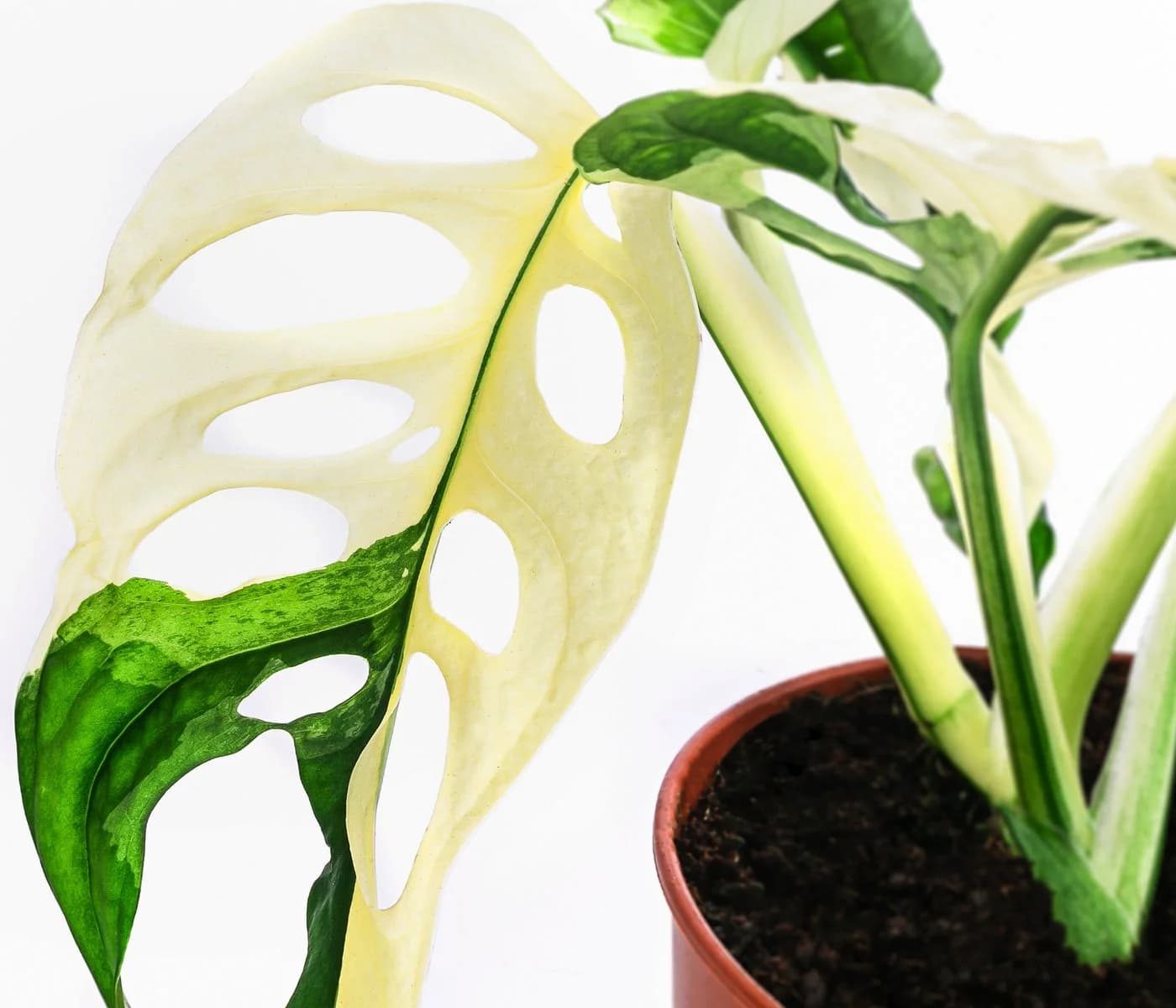 Dehner Zimmerpflanze Fensterblatt Monstera obliqua variegata 25 cm