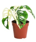 Dehner Zimmerpflanze Fensterblatt Monstera obliqua variegata 25 cm Bild 2