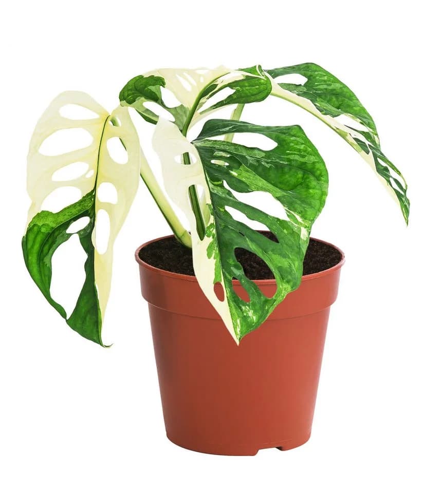 Dehner Zimmerpflanze Fensterblatt Monstera obliqua variegata 25 cm - Bild 2