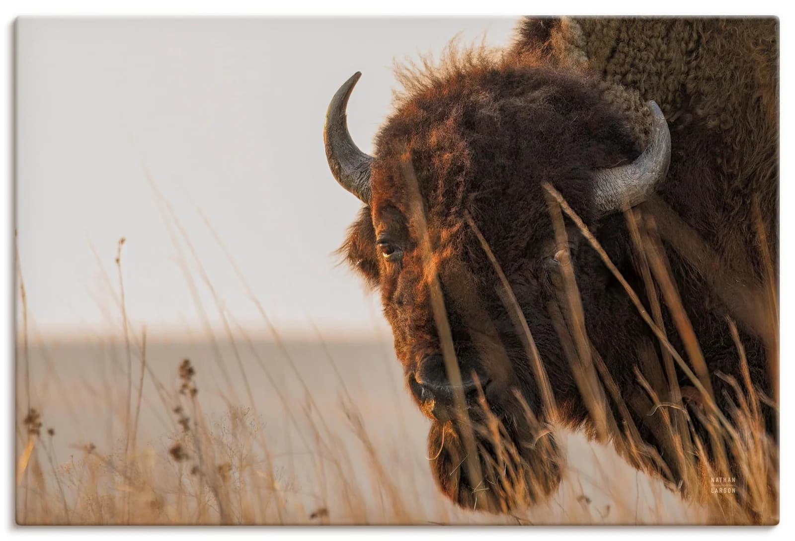 ARTLAND Wandbild Bison Sunset Leinwandbild Wildtiere