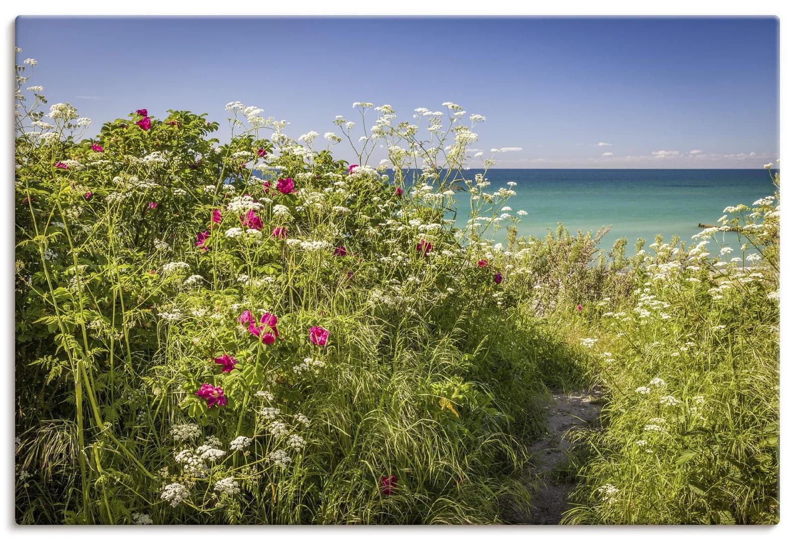ARTLAND Wandbild "Frühling an der Küste in Ahrenshoop" Grün Leinwand