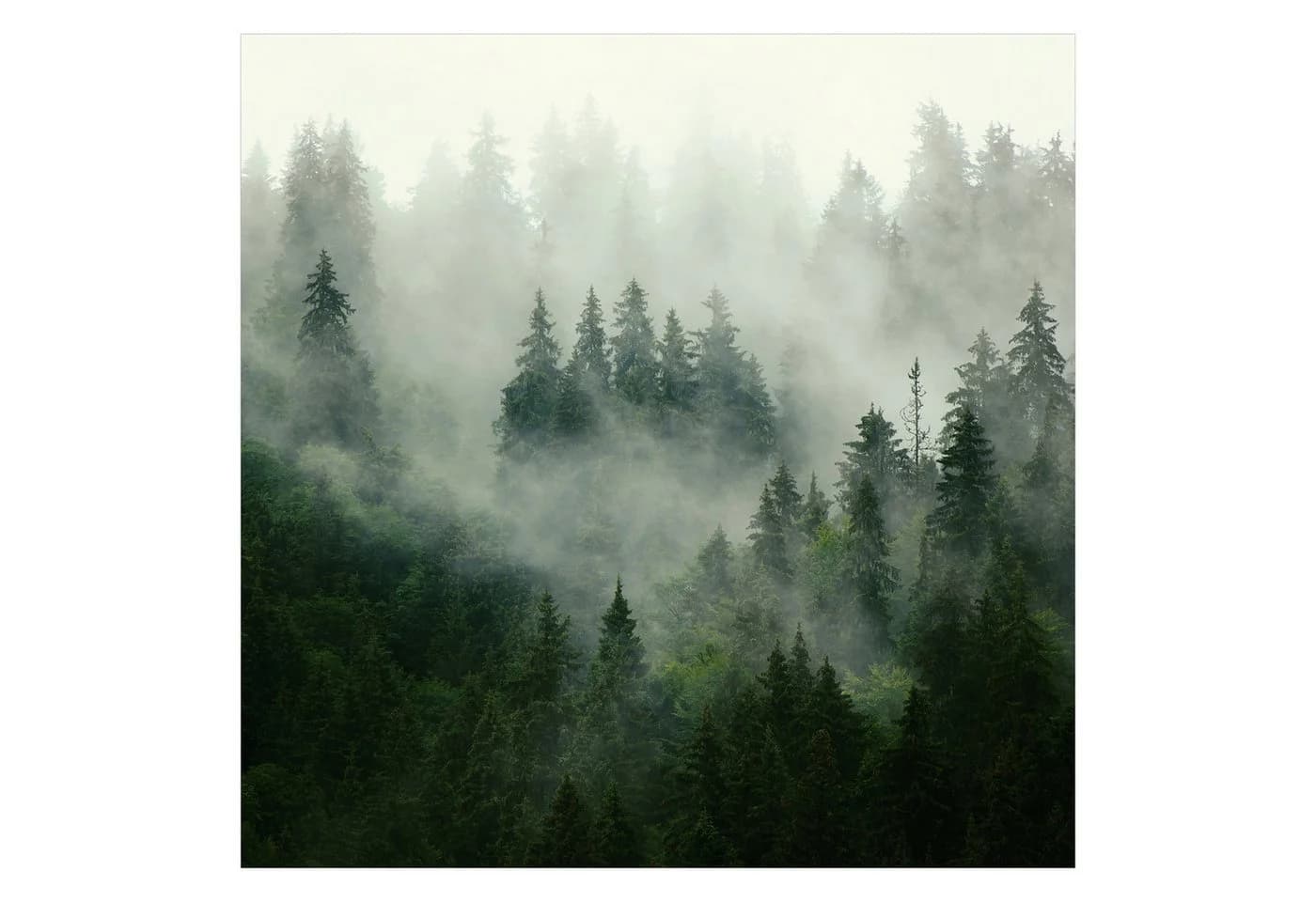 Bilderdepot24 Fototapete Tannenwald Nebel Grün Modern