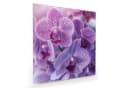 Primedeco Glasbild Wandbild Quadratisch Orchideenblüten mit Aufhängung Bild 2