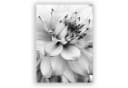 Trayosin 3-teiliges Poster Set Schwarz Weiß Blumen Federn Löwenzahn Bild 4
