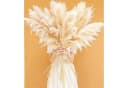 LuxusKollektion Pampasgras XXL 115cm 10 Stück Beige Bild 2