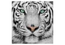 Bilderdepot24 Schiebegardine Weißer Tiger Motiv Polyester Bild 2