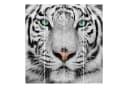 Bilderdepot24 Schiebegardine Weißer Tiger Motiv Polyester Bild 4