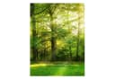 Bilderdepot24 Magnettafel Küche grün Spaziergang im Wald Bild 1
