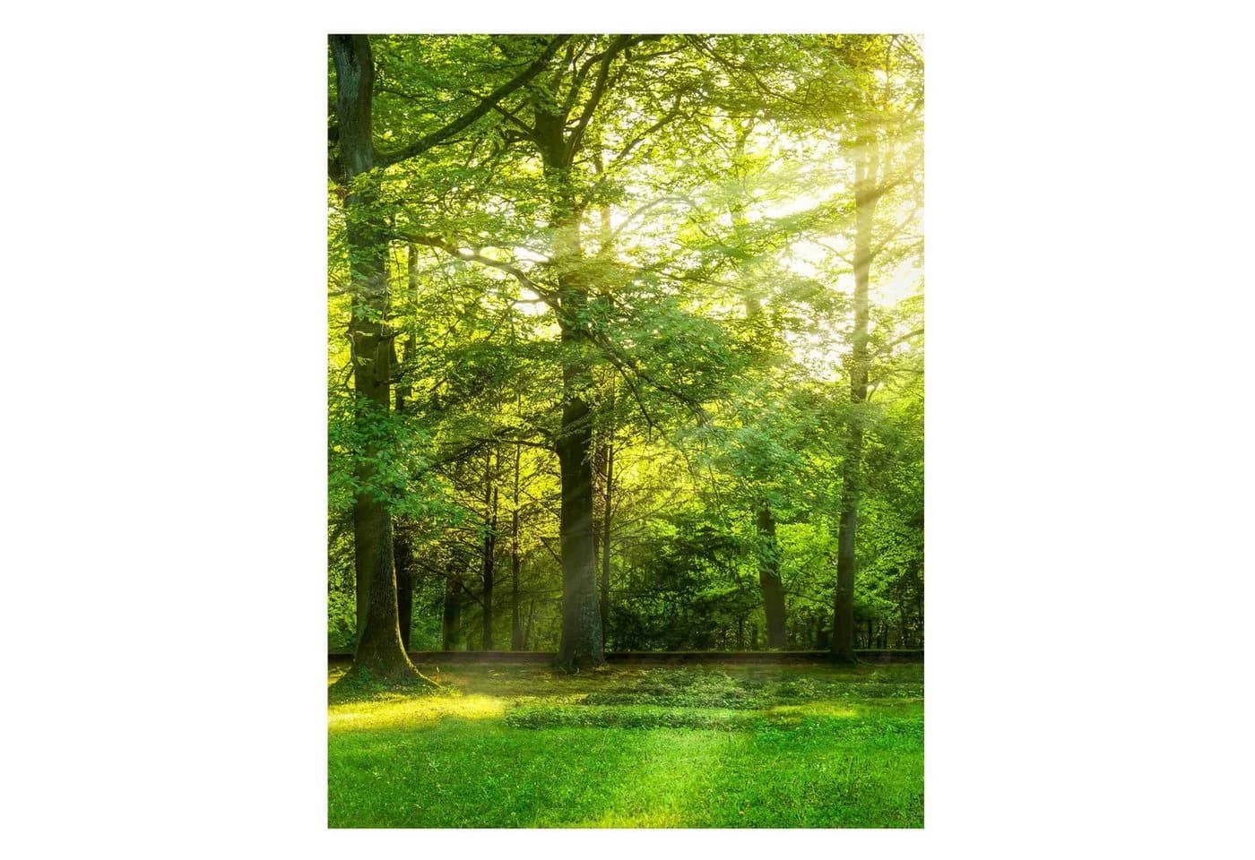 Bilderdepot24 Magnettafel Küche grün Spaziergang im Wald