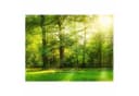 Bilderdepot24 Magnettafel Küche grün Spaziergang im Wald Metall Bild 1