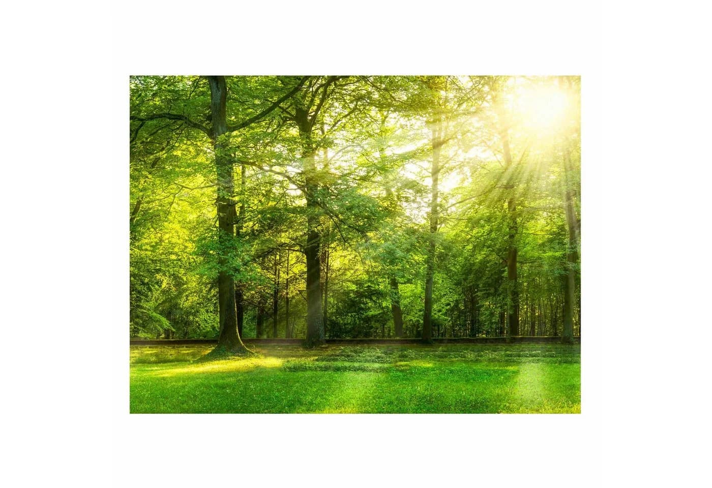 Bilderdepot24 Magnettafel Küche grün Spaziergang im Wald Metall