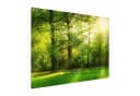 Bilderdepot24 Magnettafel Küche grün Spaziergang im Wald Metall Bild 2