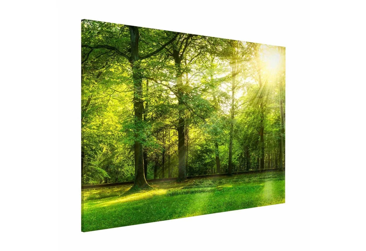 Bilderdepot24 Magnettafel Küche grün Spaziergang im Wald Metall - Bild 2