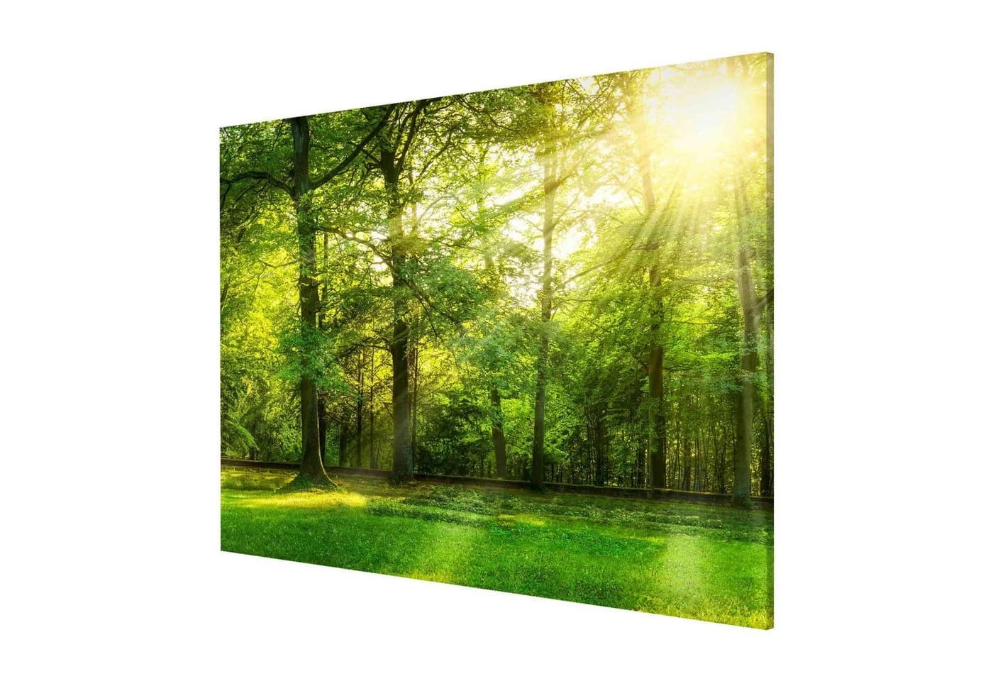 Bilderdepot24 Magnettafel Küche grün Spaziergang im Wald Metall - Bild 3