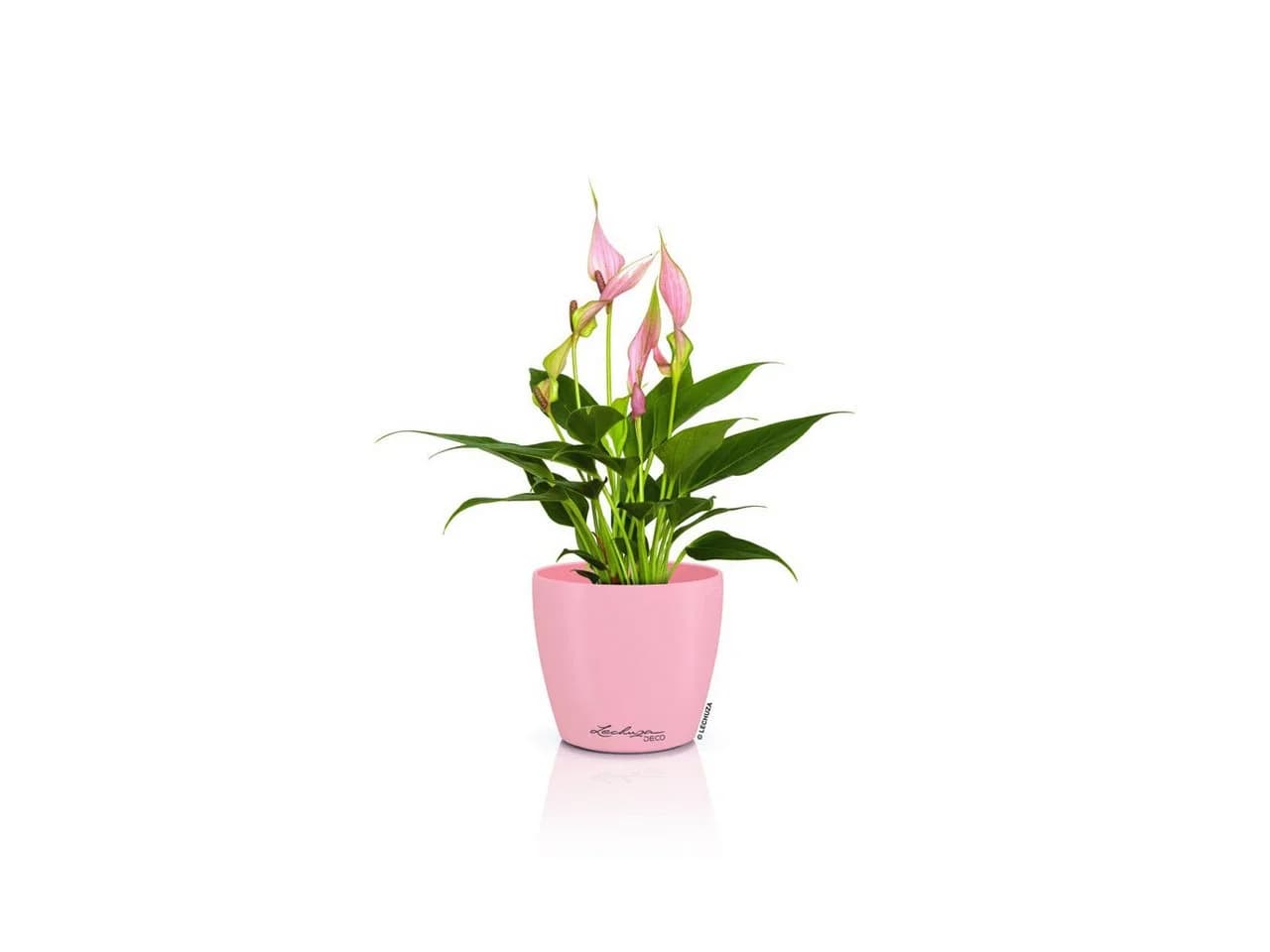 Lechuza Pflanztopf Deco 12 Rosa Kunststoff