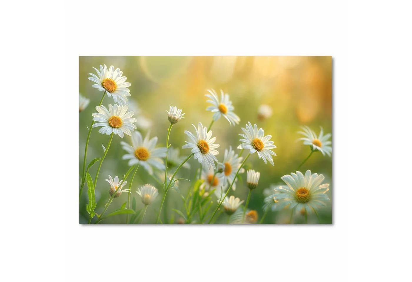 Primedeco Küchenteppich Blühende Gänseblümchen PVC rutschfest abwaschbar - Bild 3