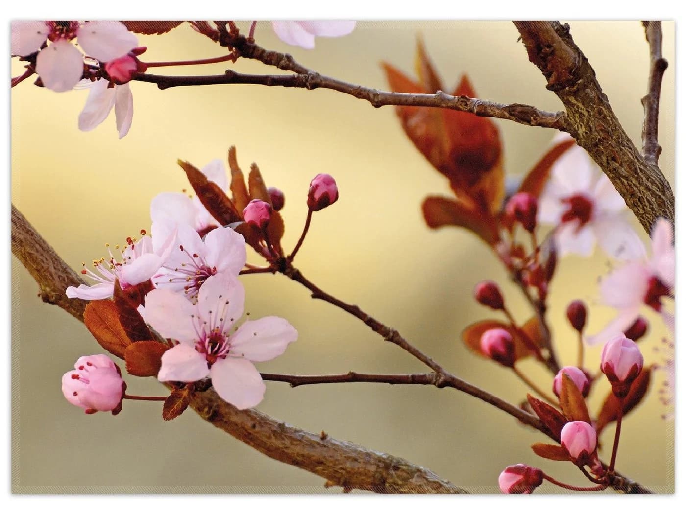 Wallario Teppich Kirschblüten Nahaufnahme Frühlingsgefühle Rutschfest - Bild 2