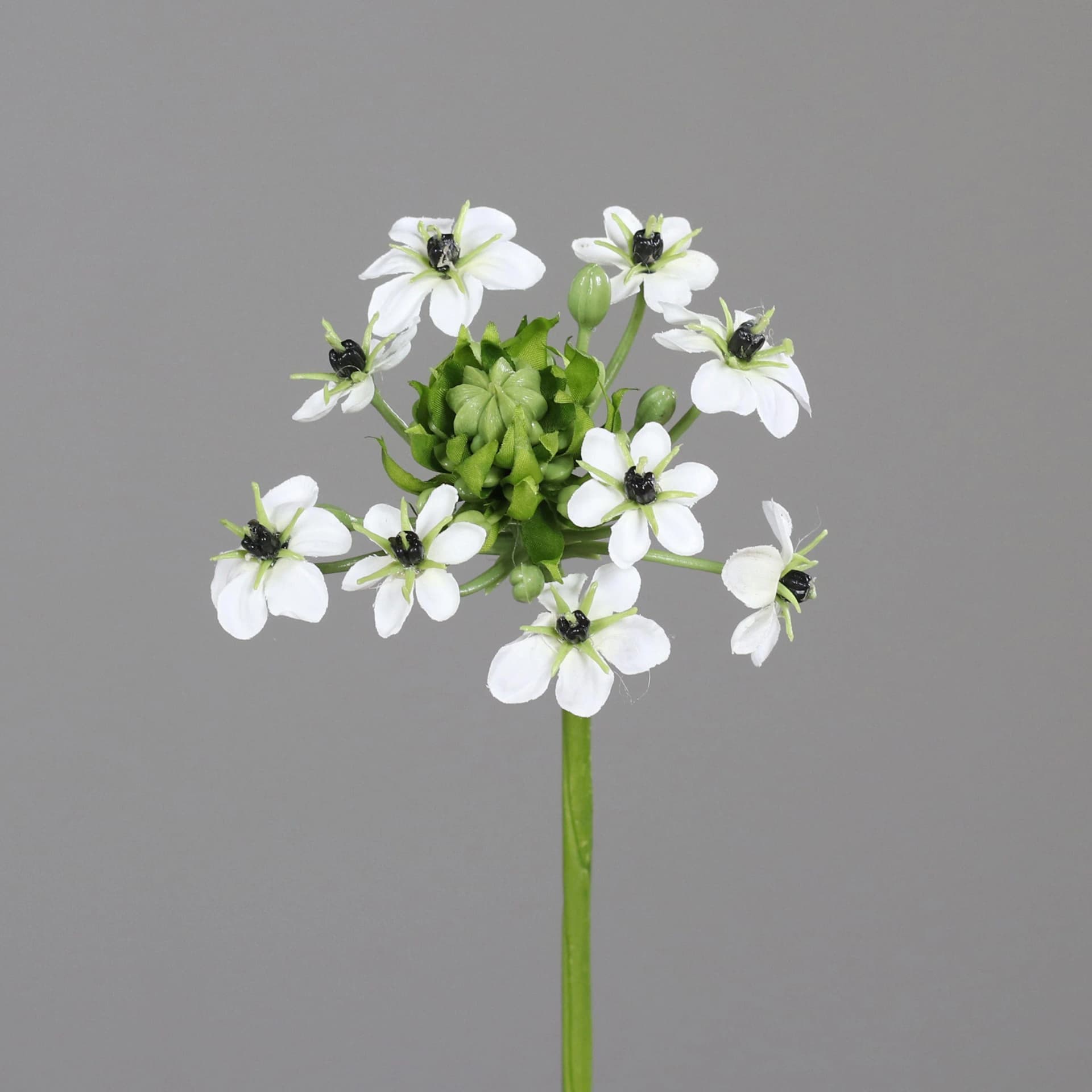 DPI Kunstblume Ornitogalum Beige Deko 66 cm