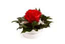 ROSEMARIE SCHULZ Heidelberg Infinity Rosenbox mit konservierter Rose Rot Bild 3