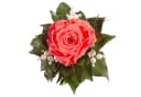 Infinity Rosenbox Diamonds and Pearls 1 Infinity Rose Rose, ROSEMARIE SCHULZ Heidelberg Bild 5