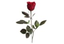 Infinity Rose Konservierte Rose 30 cm Rot Bild 1