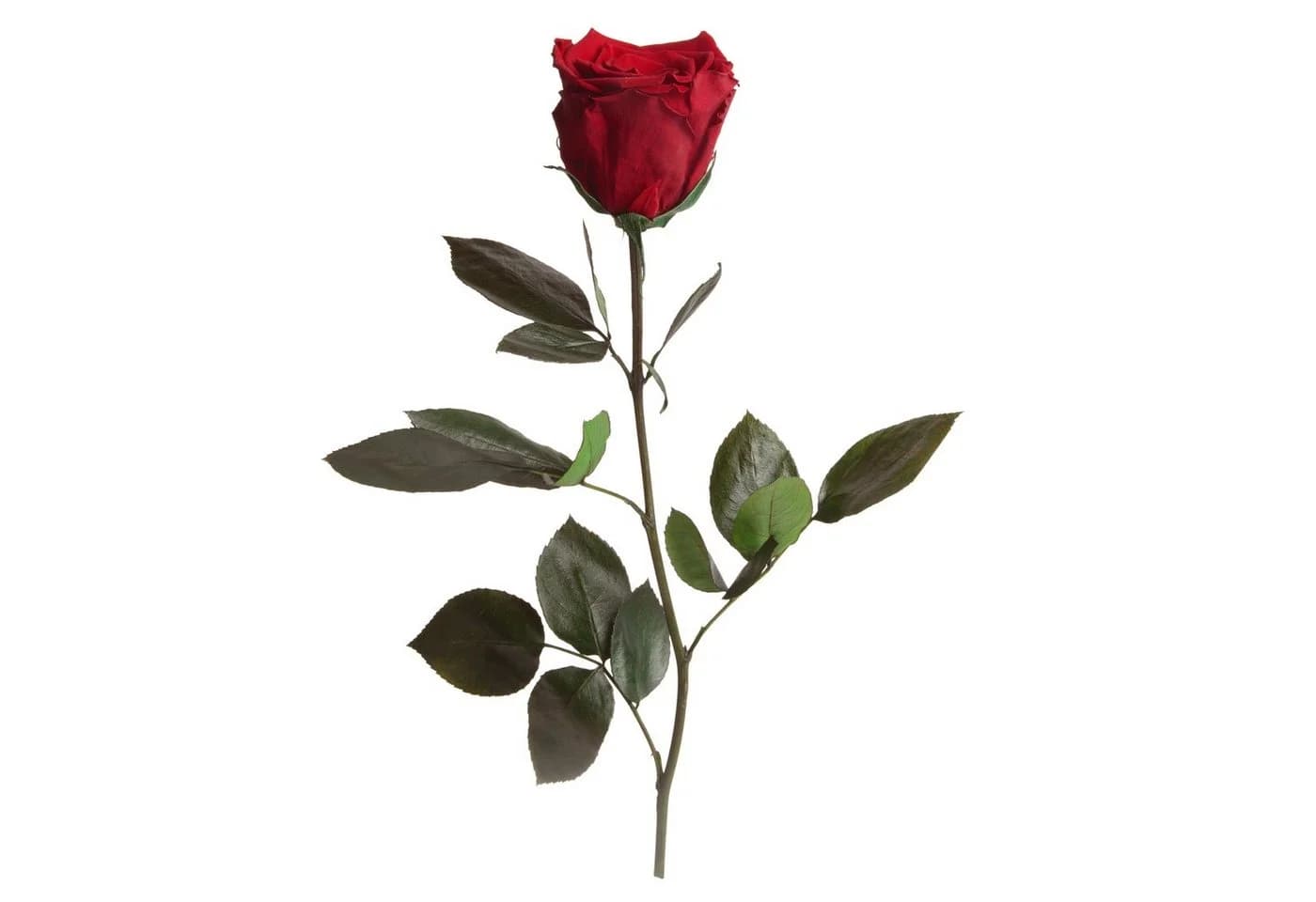 Infinity Rose Konservierte Rose 30 cm Rot