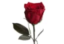 Infinity Rose Konservierte Rose 30 cm Rot Bild 2