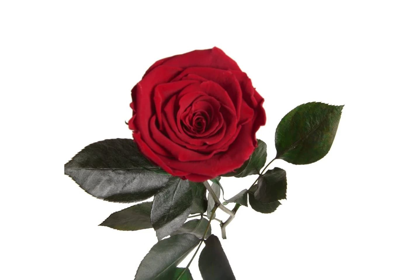 Infinity Rose Konservierte Rose 30 cm Rot - Bild 3