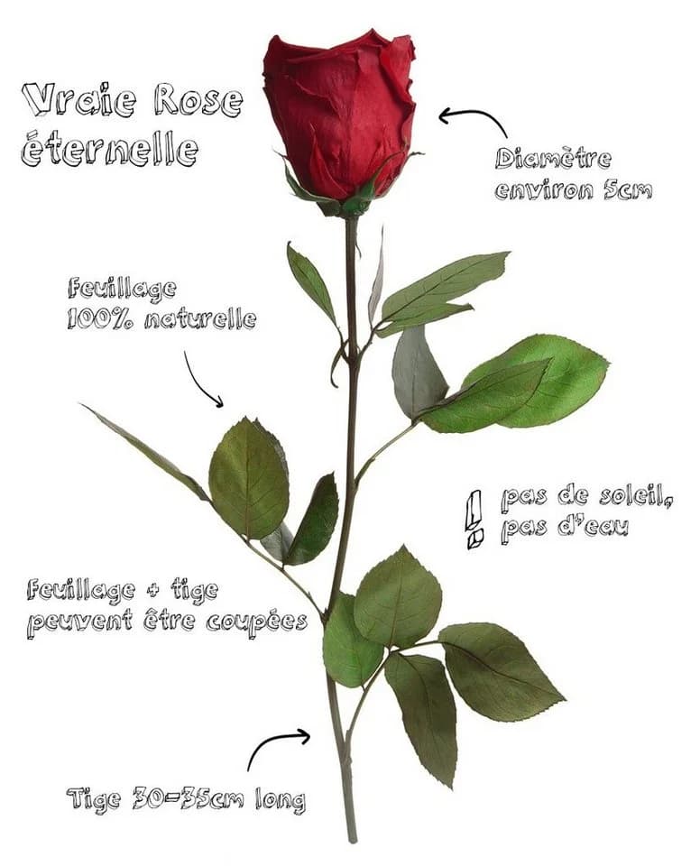 Infinity Rose Konservierte Rose 30 cm Rot - Bild 5