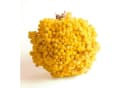 Trockenblume Immortelle Gelb Trockenblumenstrauß 30 cm Bild 1