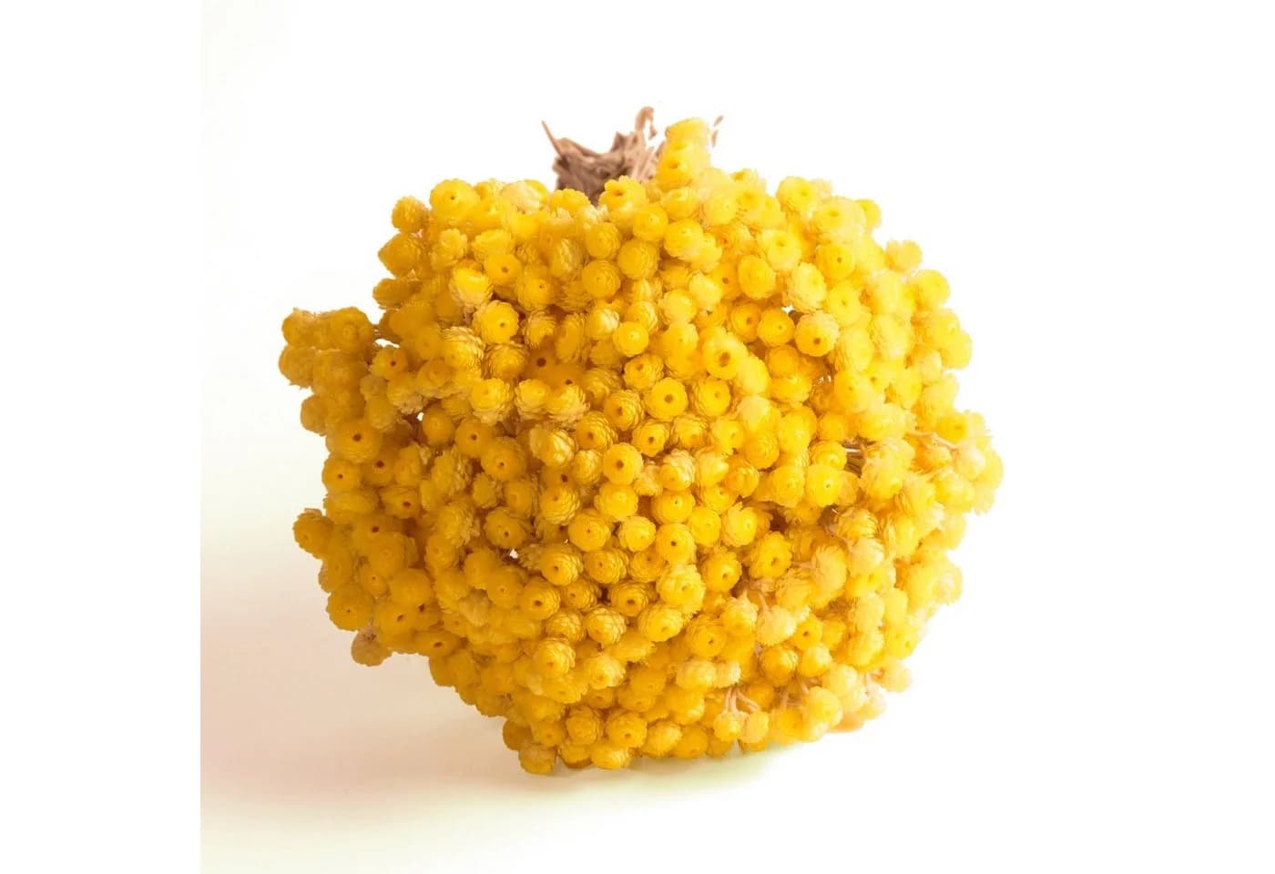 Trockenblume Immortelle Gelb Trockenblumenstrauß 30 cm