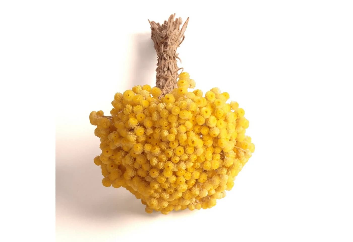 Trockenblume Immortelle Gelb Trockenblumenstrauß 30 cm - Bild 3