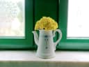 Trockenblume Immortelle Gelb Trockenblumenstrauß 30 cm Bild 5