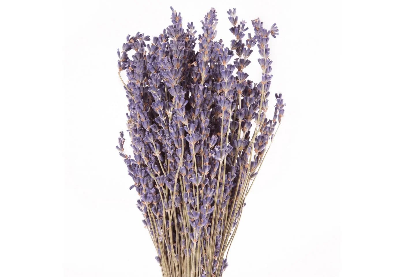 Trockenblume Echter Lavendel getrocknet Lavendelstrauß Deko Lavendelbund Ernte 2025