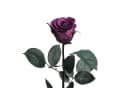 ROSEMARIE SCHULZ Heidelberg Konservierte Rose Infinity Rose Rosa Bild 2