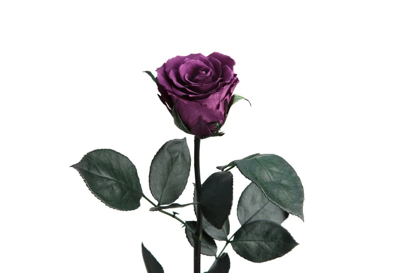ROSEMARIE SCHULZ Heidelberg Konservierte Rose Infinity Rose Rosa - Bild 2