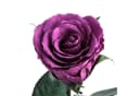 ROSEMARIE SCHULZ Heidelberg Konservierte Rose Infinity Rose Rosa Bild 3